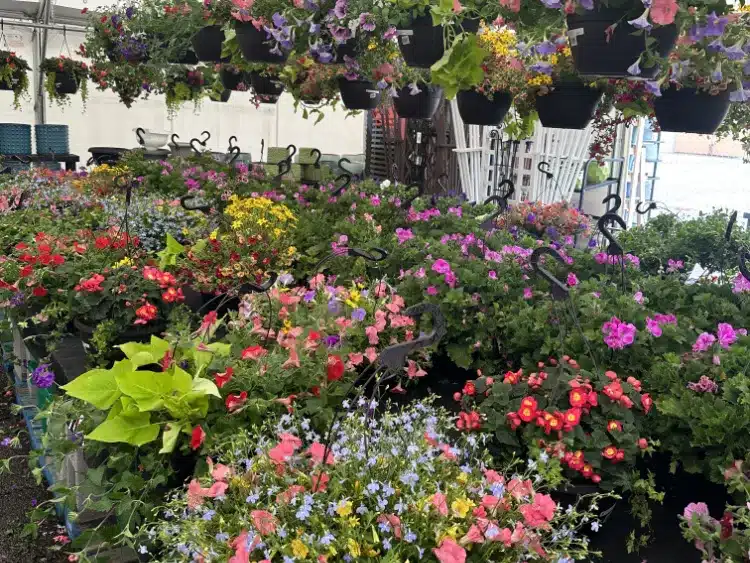 Hanging Plants Colorado Ace hardware