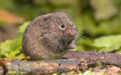 Vole Trouble? Here’s How to Protect Your Yard in Denver