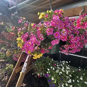 Summit County Hanging Baskets Summit County Hanging Baskets