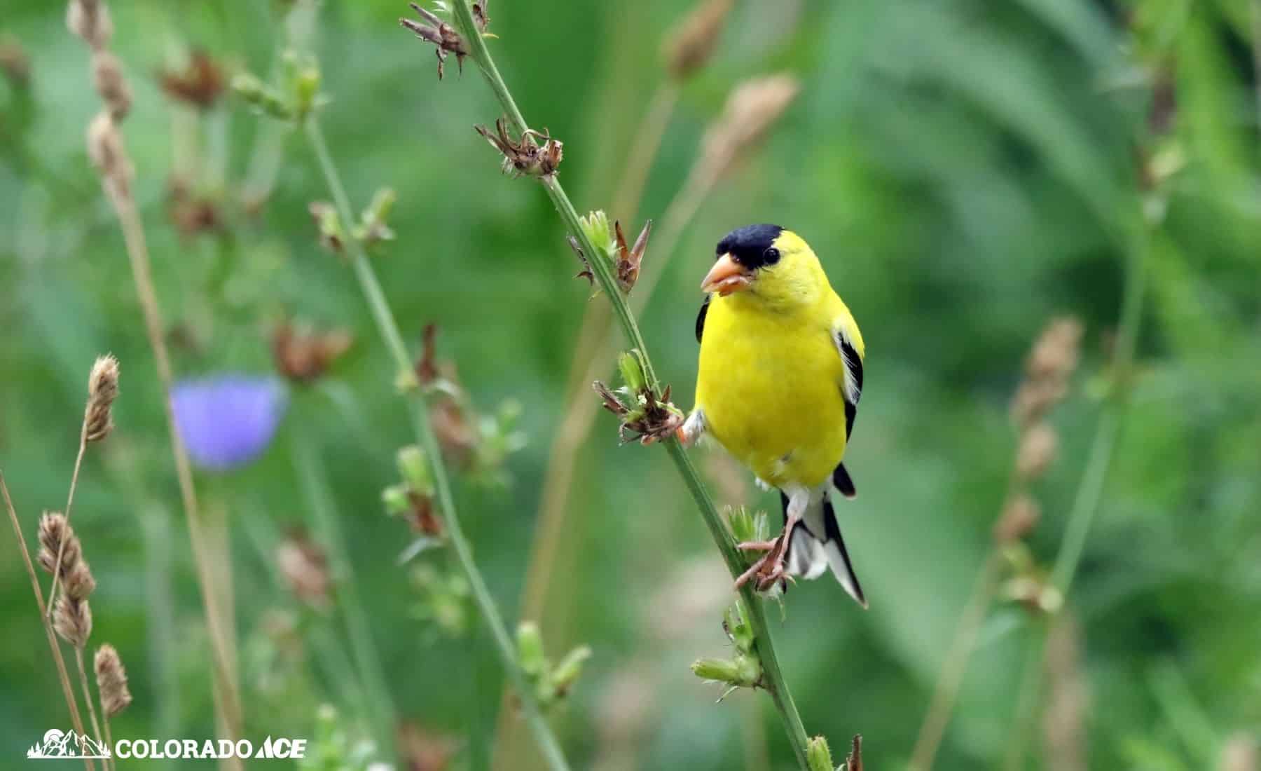 A bright yellow American Goldfinch perched on a green plant stem with a blurred green background.
