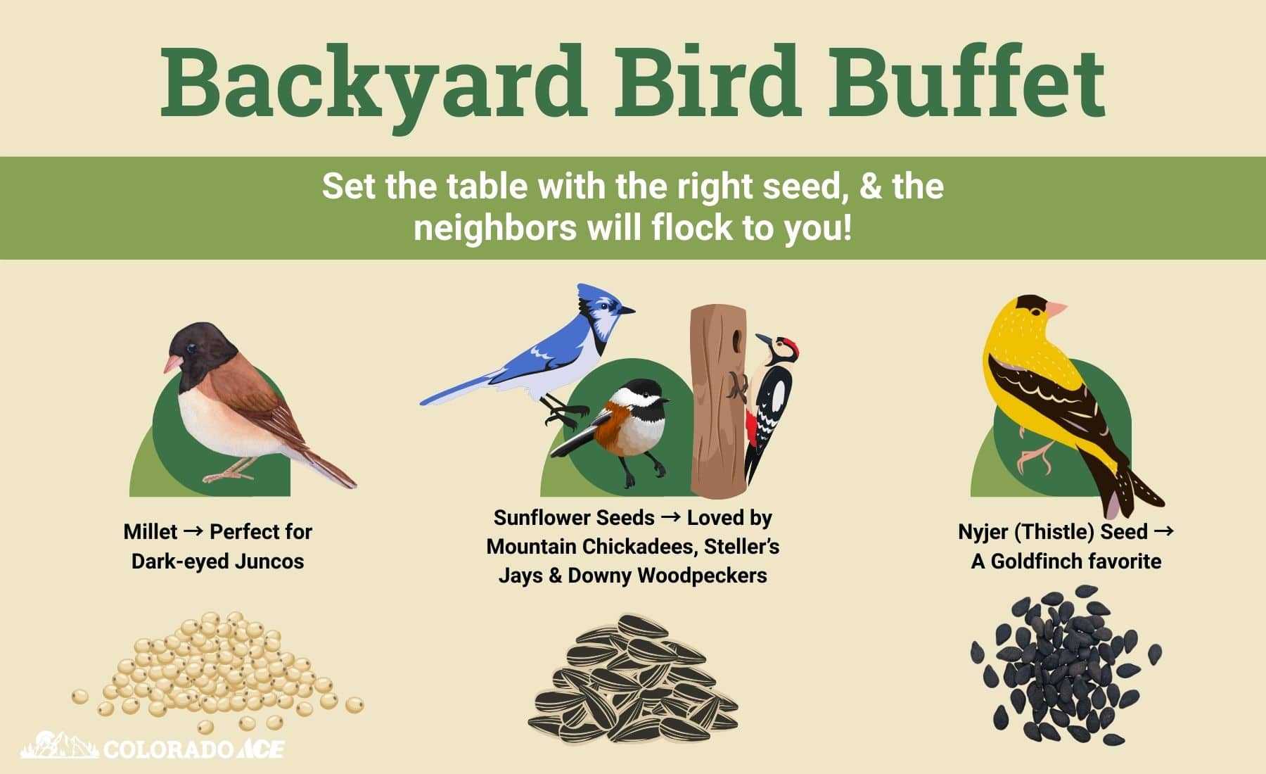 Illustrated infographic titled “Backyard Bird Buffet” showing recommended seeds for attracting different birds: Millet for Dark-eyed Juncos, Sunflower Seeds for Mountain Chickadees, Steller’s Jays, and Downy Woodpeckers, and Nyjer Seed for Goldfinches.