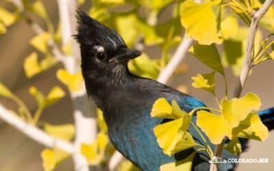 Top 5 Birds to Attract in Colorado This Fall (And What They Love to Eat!)