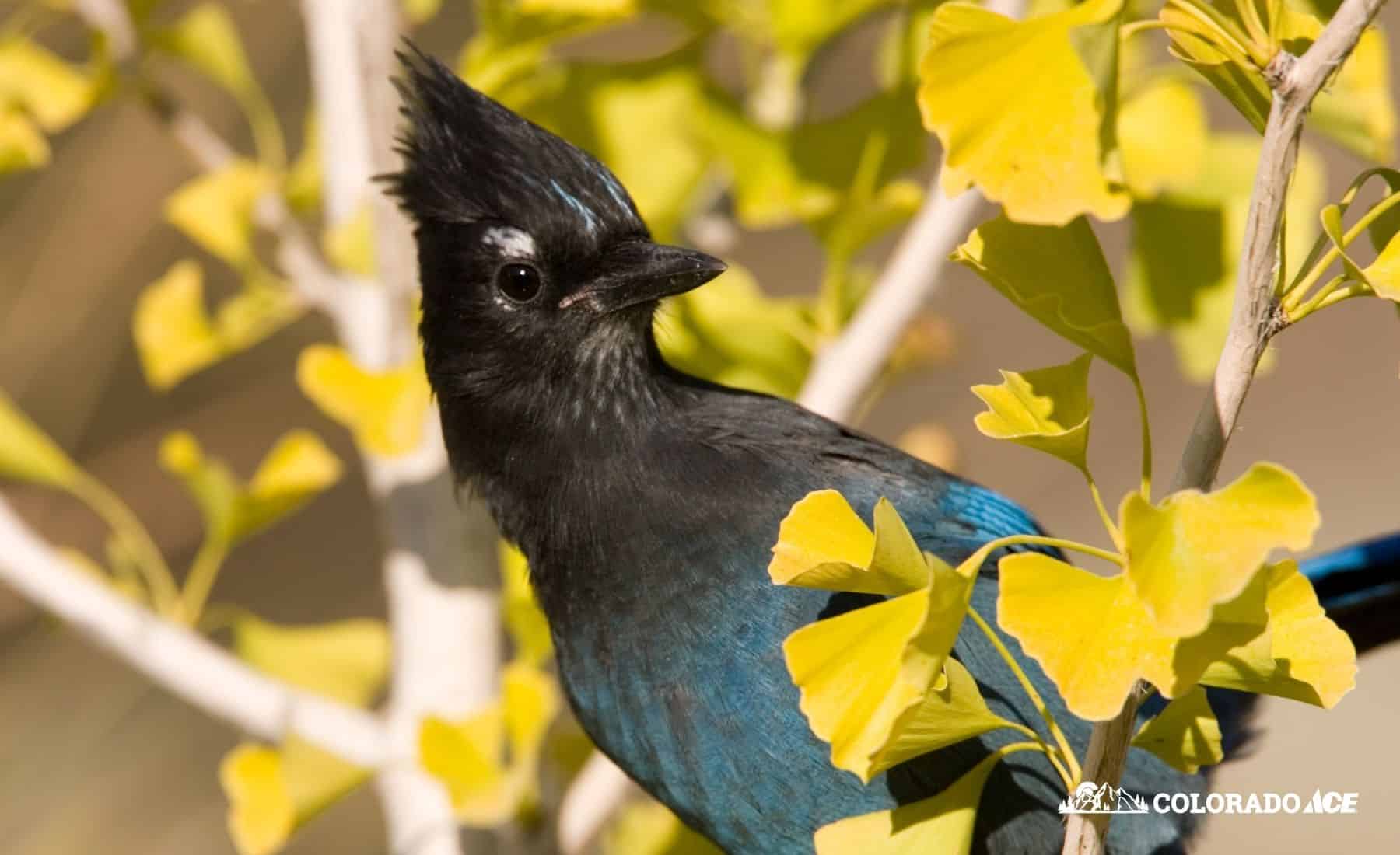 A Steller’s Jay with a tall crest and vivid blue and black feathers perched among bright yellow-green leaves.
