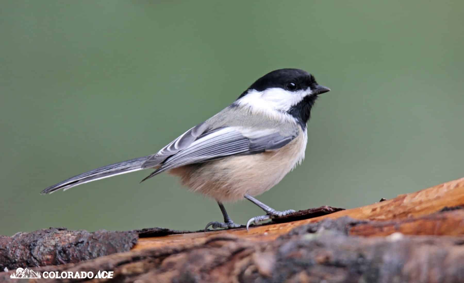 A Mountain Chickadee with a black cap, white cheeks, and soft gray wings perched on a log.