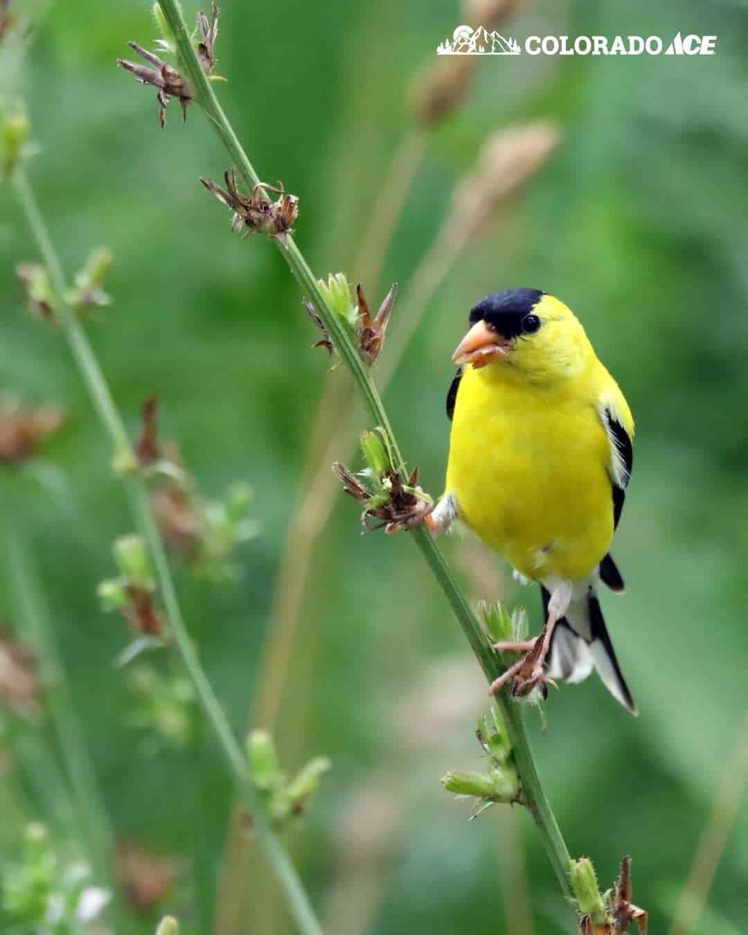 A bright yellow American Goldfinch perched on a green plant stem with a blurred green background.
