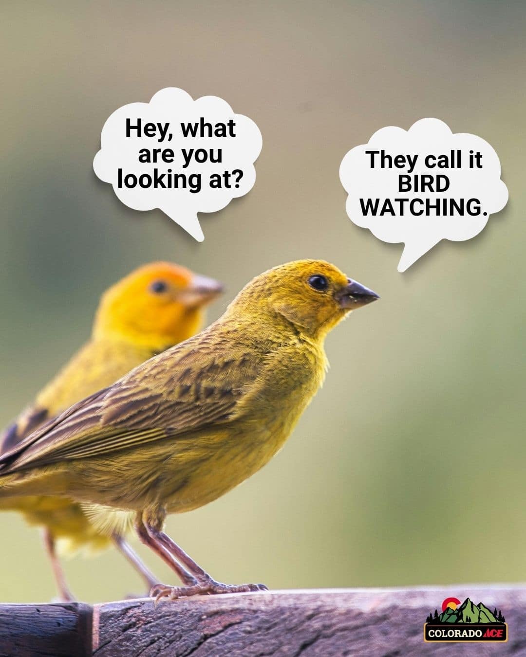 Two birds on a branch with word bubbles over their heads. They are making a joke about birdwatching.