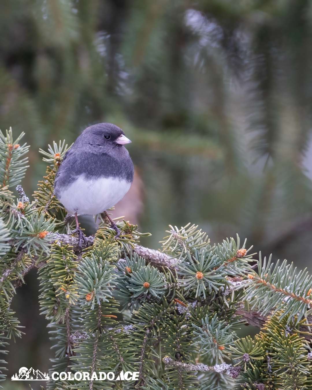 A Dark-eyed Junco with gray plumage and a white belly perched on a snowy evergreen branch.