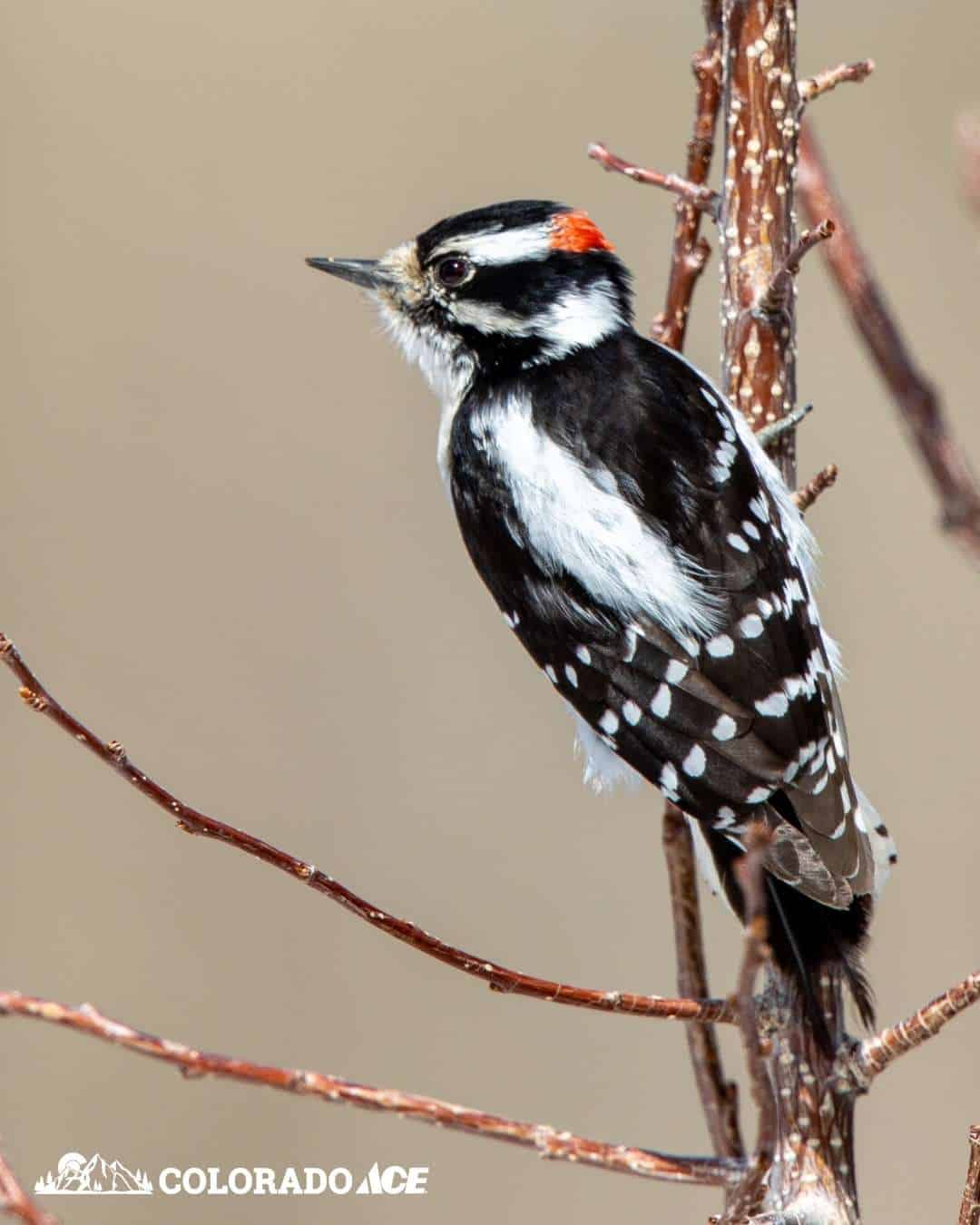 A Downy Woodpecker with black and white feathers and a small red patch on its head perched on a thin bare branch.