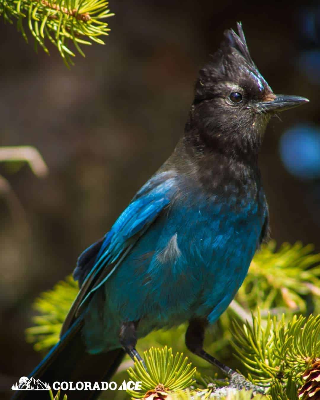 A Steller’s Jay with striking blue plumage and a black crest perched on a pine branch in a forested setting.