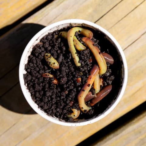 Styrofoam cup filled with earth worms and dirt
