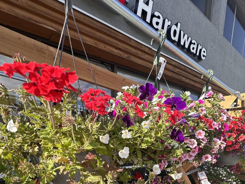 : Bright hanging flower baskets outside Ace Hardware storefront on a sunny day