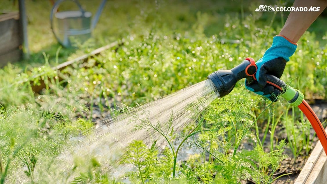 Watering a garden deeply with a hose to promote strong root growth in dry Colorado climate
