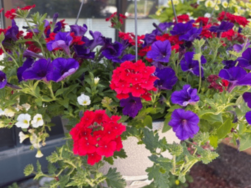 Colorful hanging flower basket with purple petunias, red verbena, and white blooms outside Colorado Ace