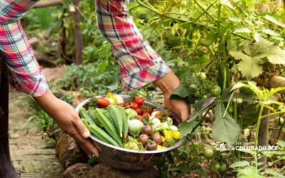 What to Plant and Pre-Treat in Your Colorado Yard This Month