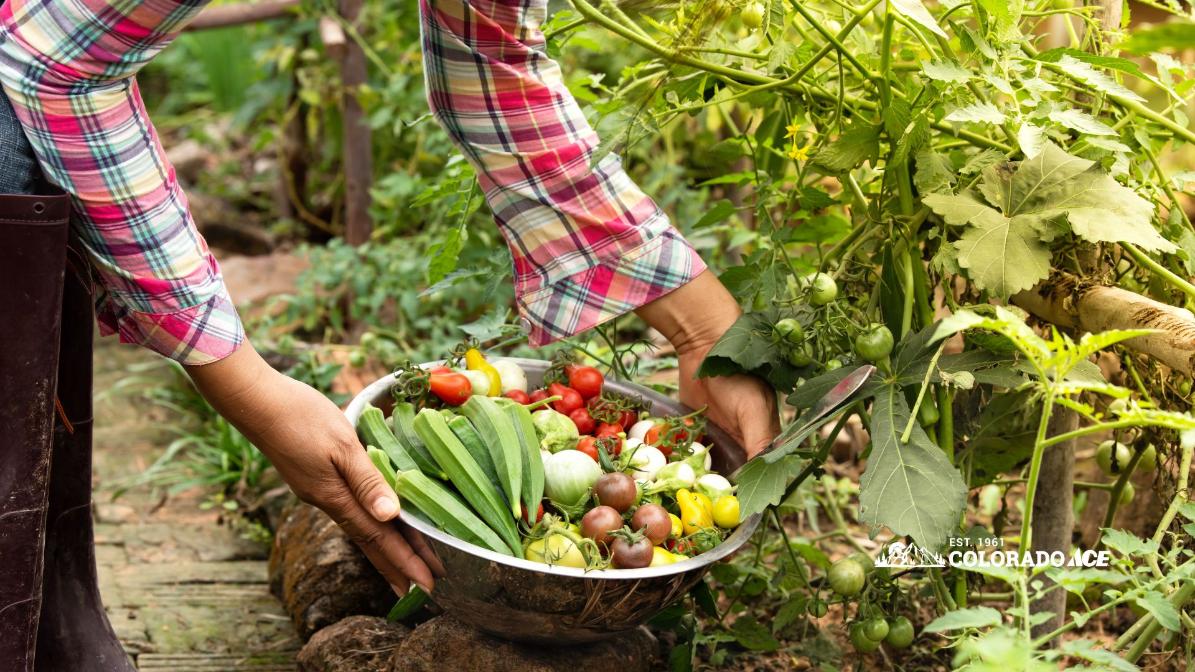 Gardener holding a bowl filled with freshly harvested vegetables beside tomato plants.