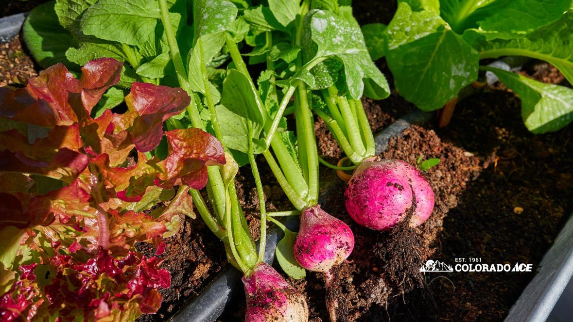 Fresh red radishes growing beside leafy lettuce in a raised garden bed
