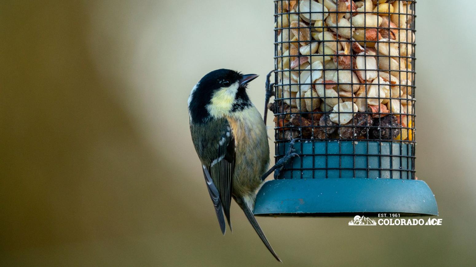 Small black-capped bird perched on a wire peanut feeder